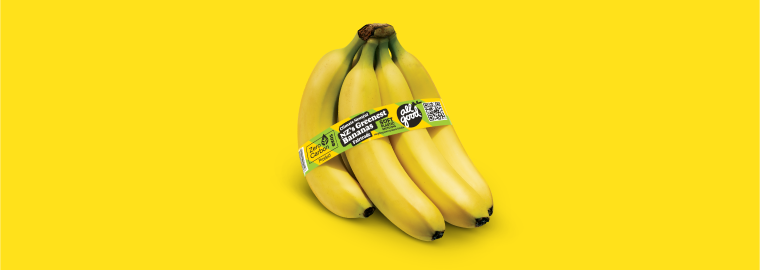 All Good Fairtrade bananas, bunch shot