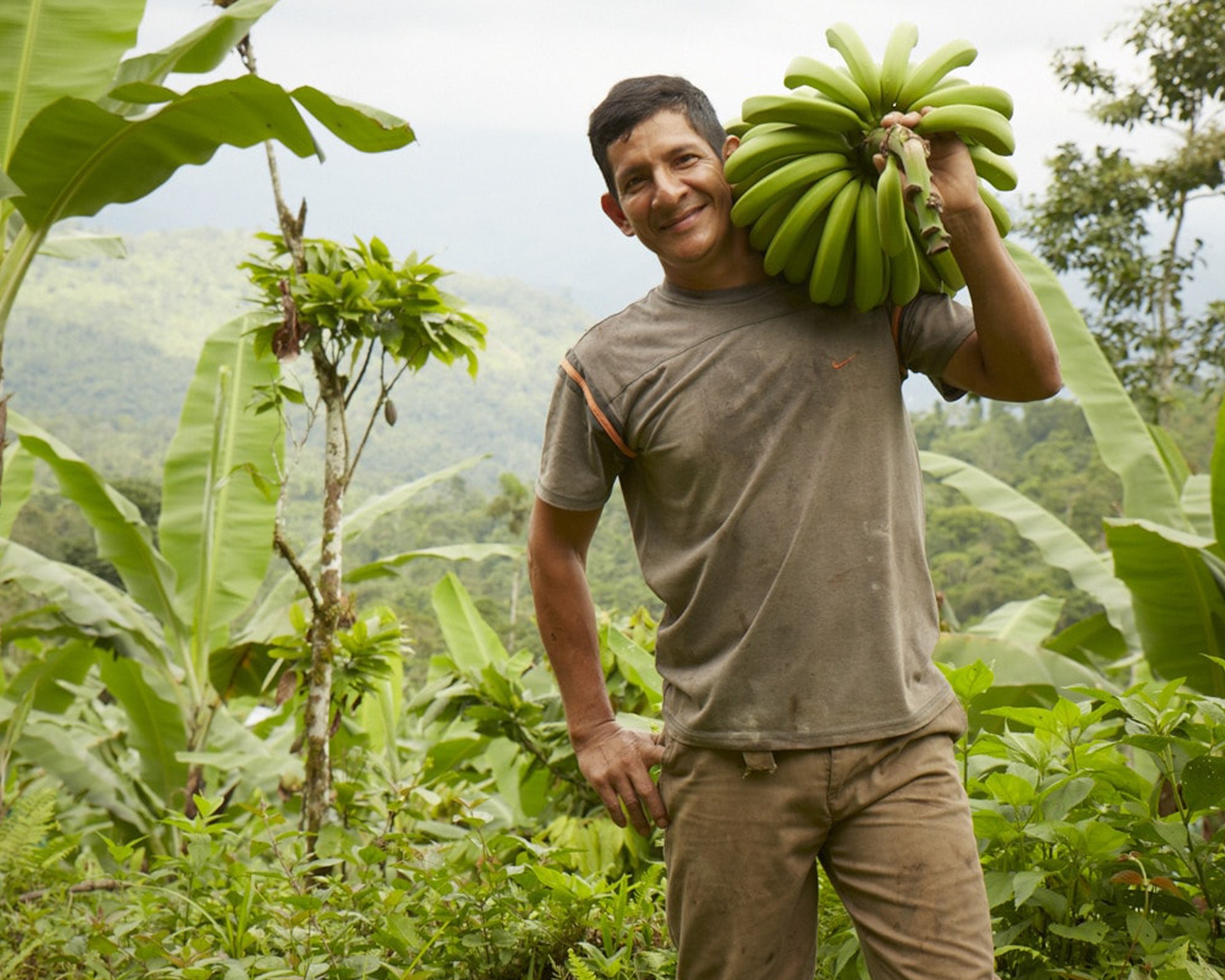 An Ecuadorian banana grower carrying a heavy green bunch of bananas on his shoulder, banana plants and misty mountains in the background